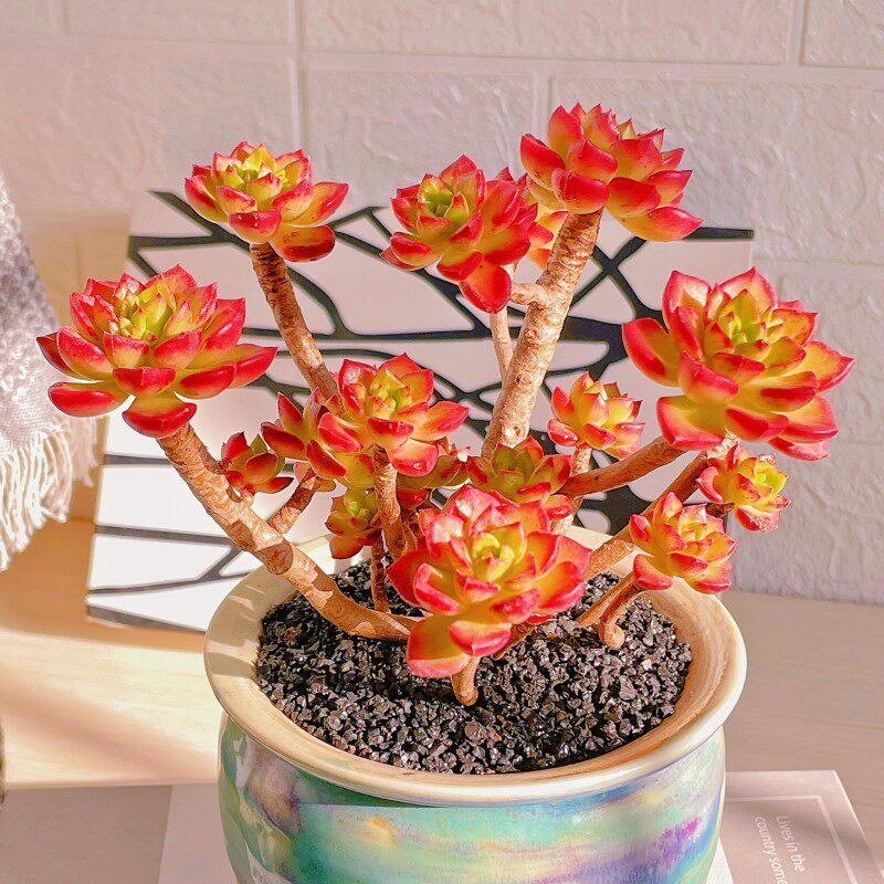 多肉植物鲜花绿植景天阳台新手精多肉植物