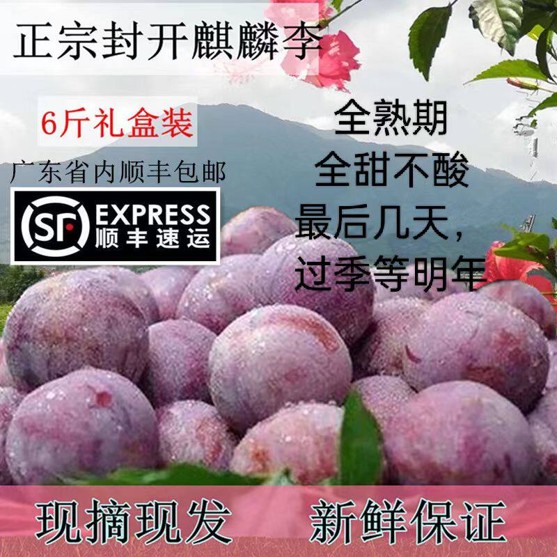 现摘广东封开渔涝麒麟李红心李