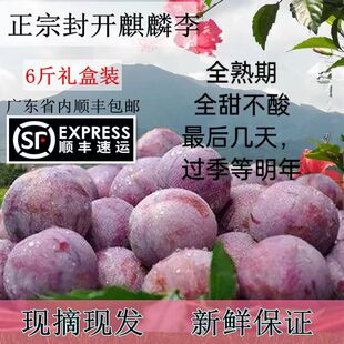 现摘正宗封开麒麟李广东三华红心南华李孕妇酸甜水果6斤礼盒包邮