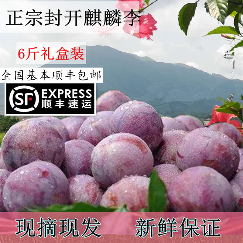 现摘广东封开渔涝麒麟李红心李