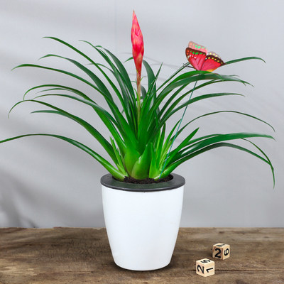 小辣椒招财手盆栽绿植四季花卉室内桌面盆景阳台庭院植物好养花卉