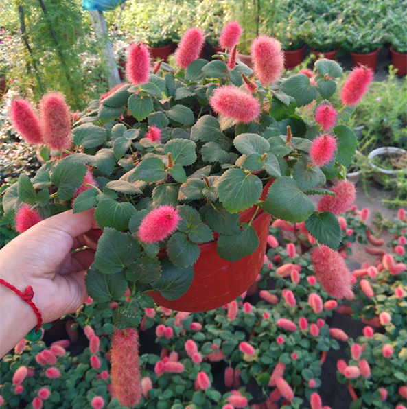 岁岁红盆栽 红樱吊兰 红穗铁苋菜 狗尾红 红色吊兰 垂吊花卉绿植