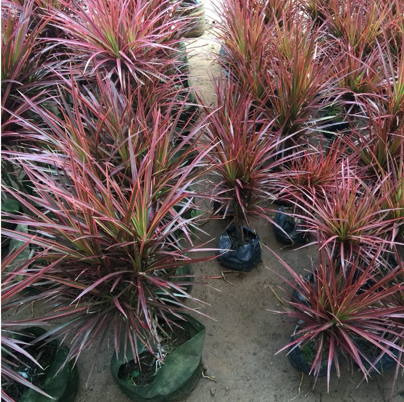 除甲醛植物七彩铁盆栽室内精品绿植五彩千年木盆景马尾铁秒杀包邮