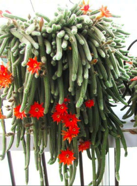 绿植白檀仙人掌办公桌多肉植物