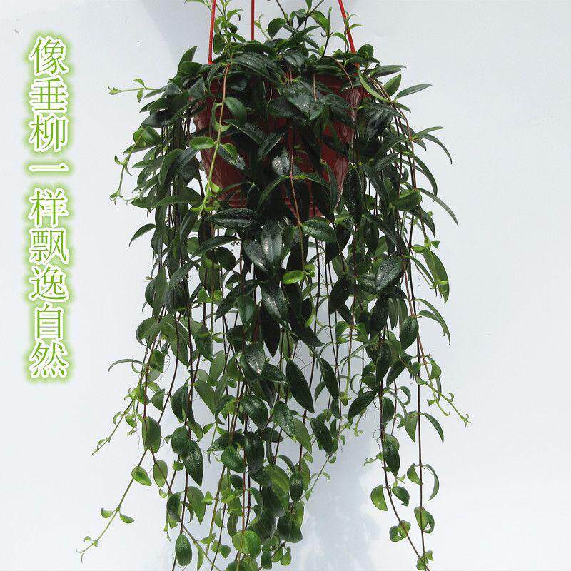 柳叶吊兰盆栽植物 垂吊绿植花卉青叶玉唇花吊兰 四季开花净化空气