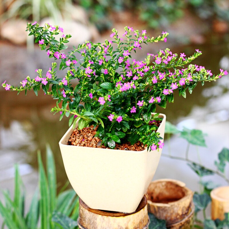 满天星花苗 四季开花绿植盆栽 室内室外花卉植物 客厅盆景观花