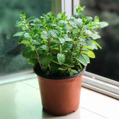 香薄荷食用绿植配料西餐厅驱蚊植物盆栽调酒提神柠檬薄荷苗