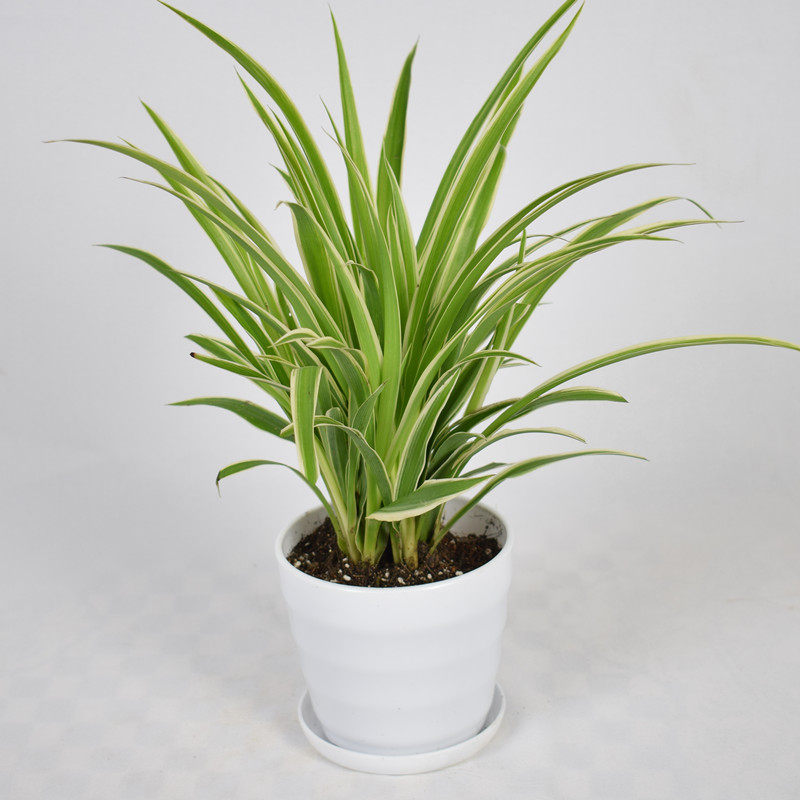 绿植金边金心青叶吊兰盆栽桌面观叶植物四季长春除甲醛 防辐射