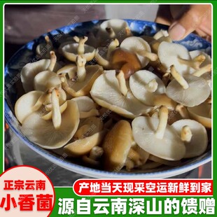 云南新鲜香菇深山香蕈新鲜现摘小香菇香信马桑菌香樟菌蘑菇