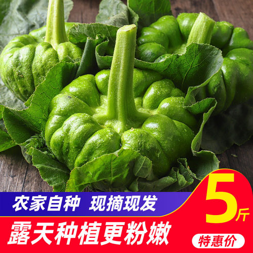 云南农家新鲜姜柄瓜 小麦瓜瓜姜饼瓜蔬菜嫩南瓜甜面瓜小绿瓜5斤包