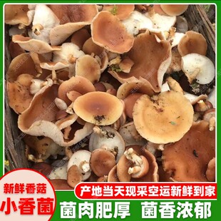 云南新鲜香菇小香菌深山香蕈新鲜现摘小香菇香信马桑菌香樟菌蘑菇