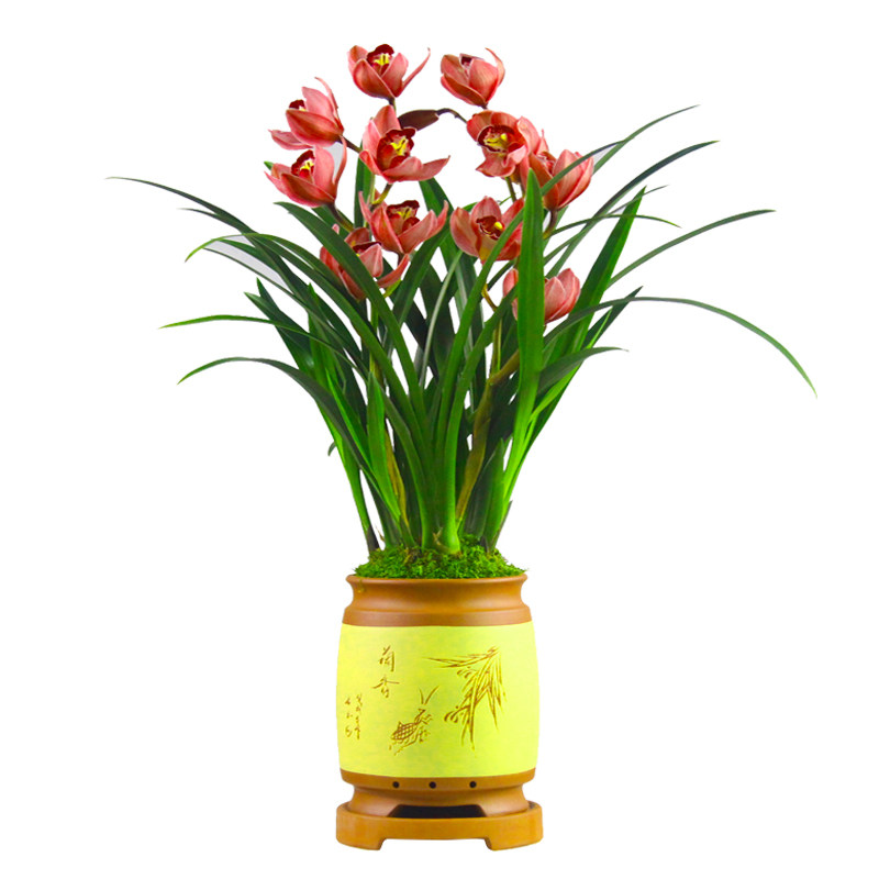 兰花【红贵人】蕙兰盆栽室内植物四季好养大花浓香型花卉 兰花苗