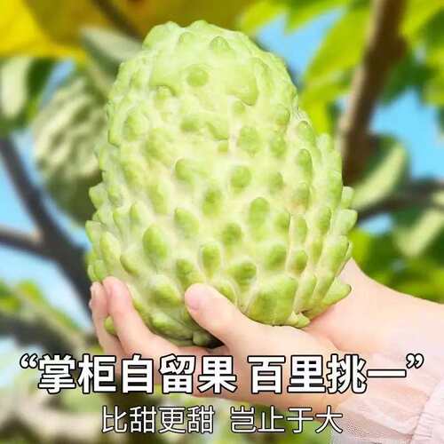 云南释迦现摘鲜果包邮