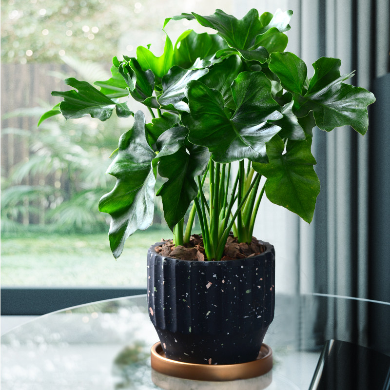 春羽小盆栽办公室绿植客厅桌面室内好养耐阴植物净化空气吸甲醛