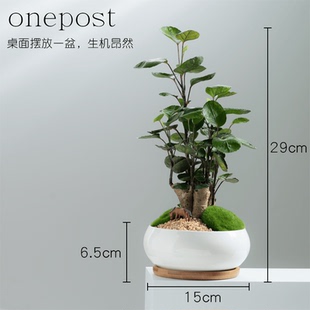 钱多多金钱兜福禄桐桌面植物办公桌面绿植家居花卉除甲醛室内好养