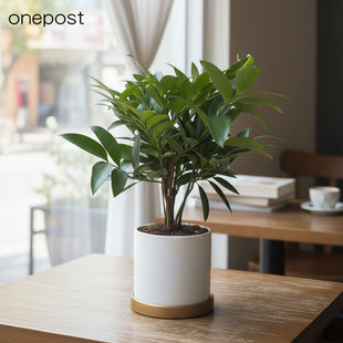 竹柏绿植兴旺竹室内耐阴净化空气花卉绿植盆栽平安竹耐阴