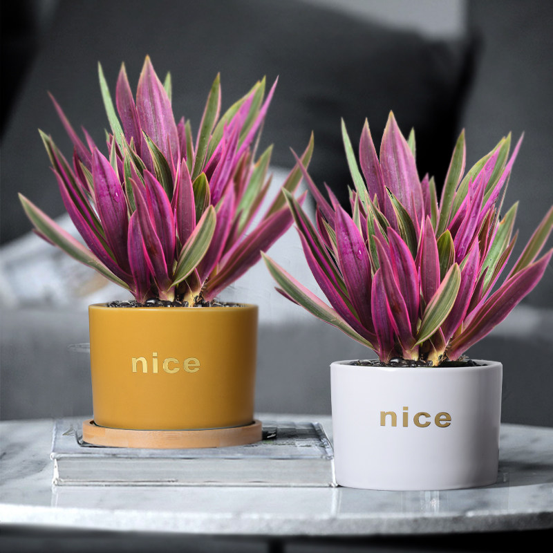 紫露兰盆栽办公室内植物客厅净化空气油画婚礼吊兰锦办公桌面花卉,鲜花速递/花卉仿真/绿植园艺,绿植,淘宝优惠券,粉丝福利购,淘宝优惠卷