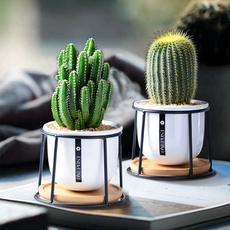 创意仙人掌小盆栽多肉绿植万重山组合室内办公室仙人球桌面防辐射