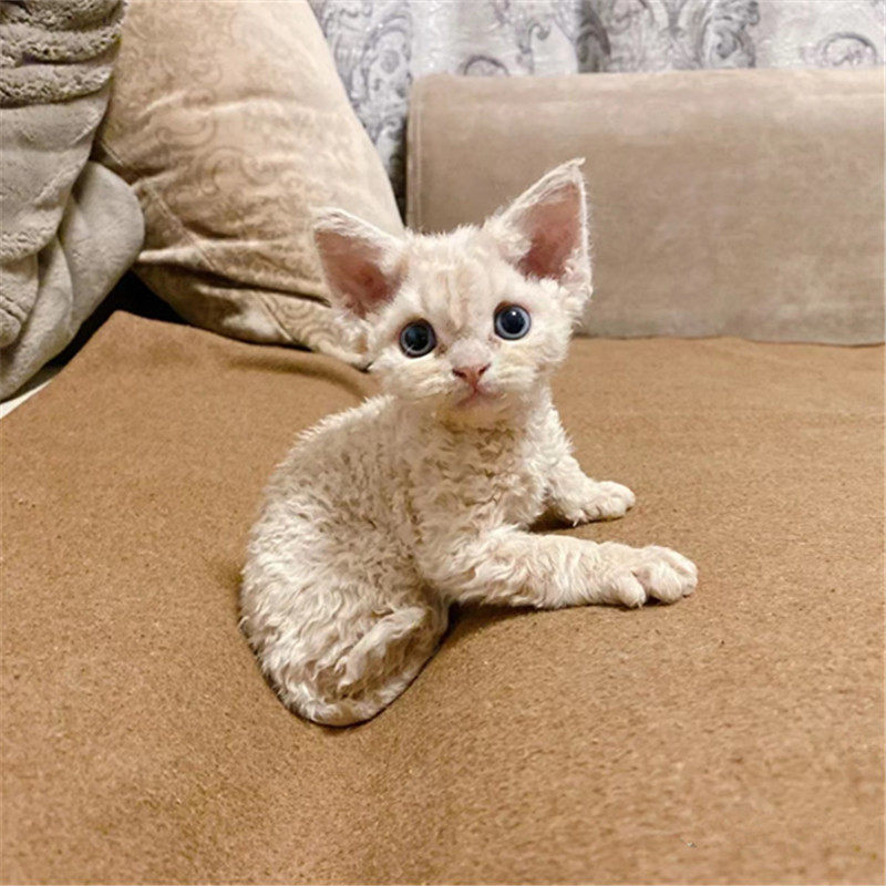 德文卷毛猫幼猫纯种虎斑纯黑纯白黑白开脸不掉毛宠物猫咪血统猫舍