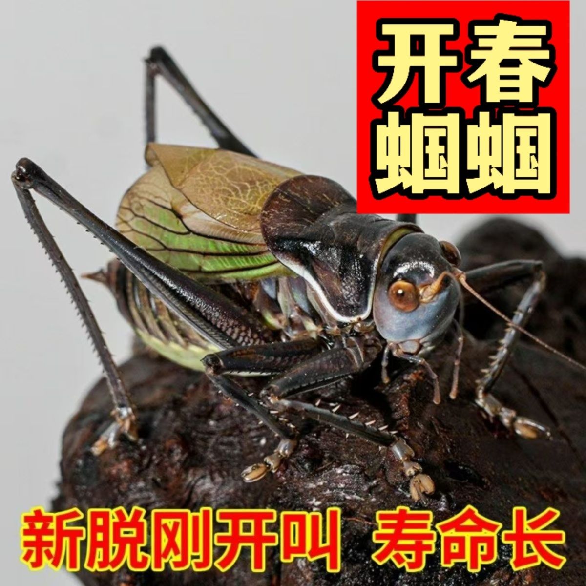 正宗狼牙山铁皮蝈蝈鸣虫蝈蝈人工平谷炮筒新脱大音量活虫房直精品