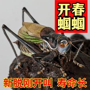 正宗狼牙山铁皮蝈蝈鸣虫蝈蝈人工平谷炮筒新脱大音量活虫房直精品