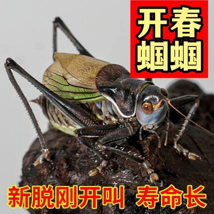 正宗狼牙山铁皮蝈蝈鸣虫蝈蝈人工平谷炮筒新脱大音量活虫房直精品