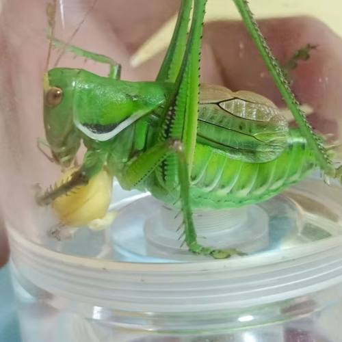 新脱绿蝈蝈铁皮蝈蝈鸣虫活虫大号憨叫大音量春蝈蝈活体宠物冬蝈蝈