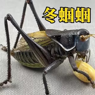 蝈蝈活虫新脱铁皮鸣虫高端天津绿大肚子翡翠平谷家养冬蝈蝈