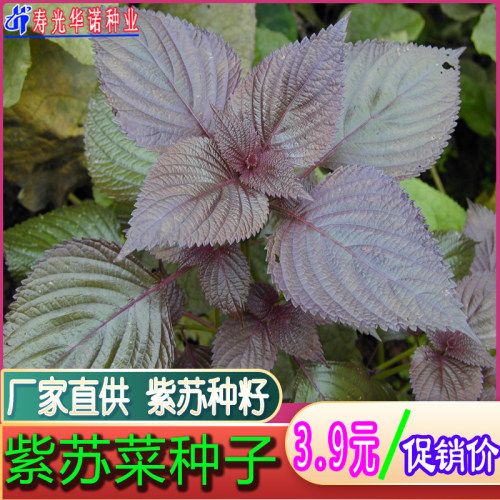 紫苏菜种子野菜籽红苏子青菜籽蔬菜种孑烤肉去腥阳台盆栽四季菜籽 - 封面