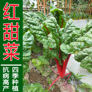金红叶甜菜种子黄甜菜红梗菜牛皮菜根达菜种籽水培盆栽四季特菜籽