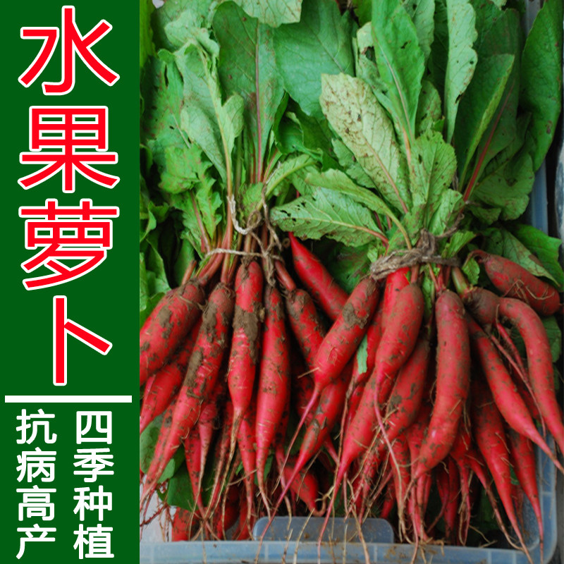 老品种五樱水萝卜农家四季