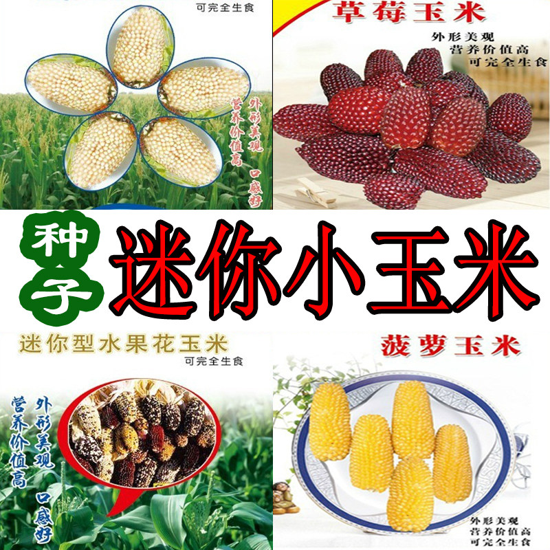 迷你小水果玉米种子观赏甜糯鲜食草莓菠萝玉米种盆栽菜籽四季春播