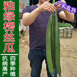 雅绿二号棱丝瓜种子拉瓜棱瓜香肉丝瓜种籽孑种苗四季 农家春蔬菜籽