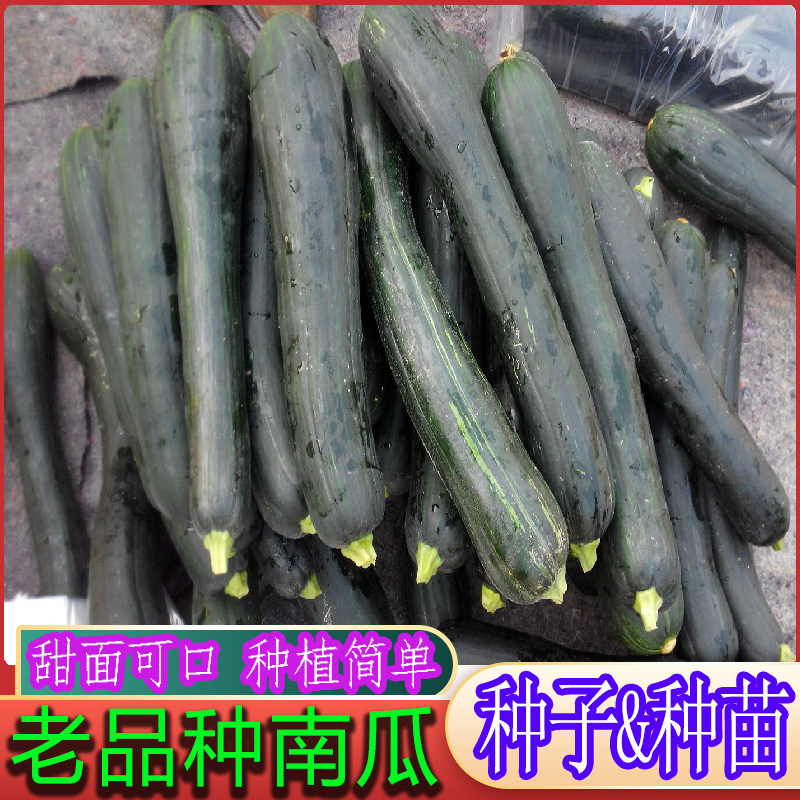 老品种板栗南瓜种子倭瓜北瓜方瓜甜面黑皮大吊瓜蔬菜种籽四季春播