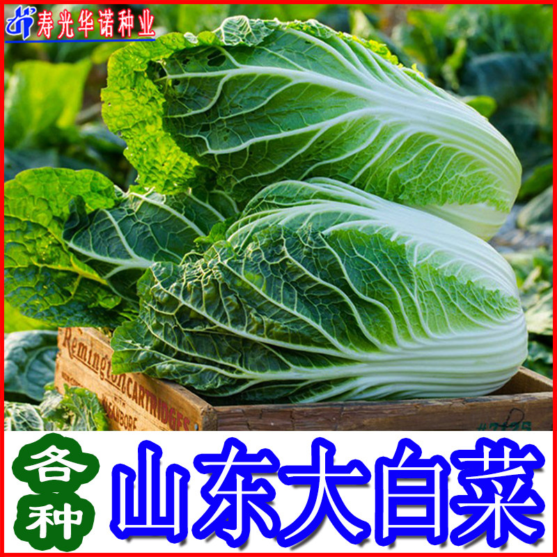 山东胶州大白菜蔬菜种子四季种