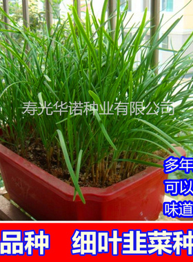 韭菜根苗现挖紫根红根细宽叶蔬菜阳台盆摘四季韭菜种籽子种孑春播