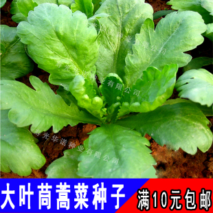 大叶茼蒿种子蒿子秆蓬蒿菜菊花菜茼蒿菜茼笋皇帝菜四季蔬菜种籽孑