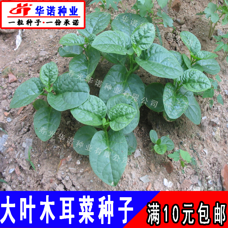 四季种植阳台盆栽爬藤木耳菜种子