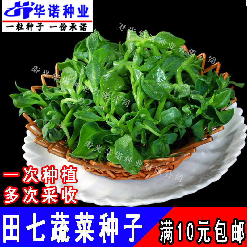 田七蔬菜种子凉拌菜种籽青菜沙拉蔬菜籽多年生阳台盆栽菜园四季春