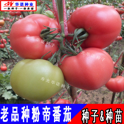 蔬菜种子口感好西红柿番茄苗