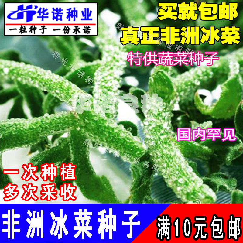 非洲冰菜冰草种子沙拉蔬菜苗冰菜种籽孑家庭阳台盆栽四季菜籽-封面