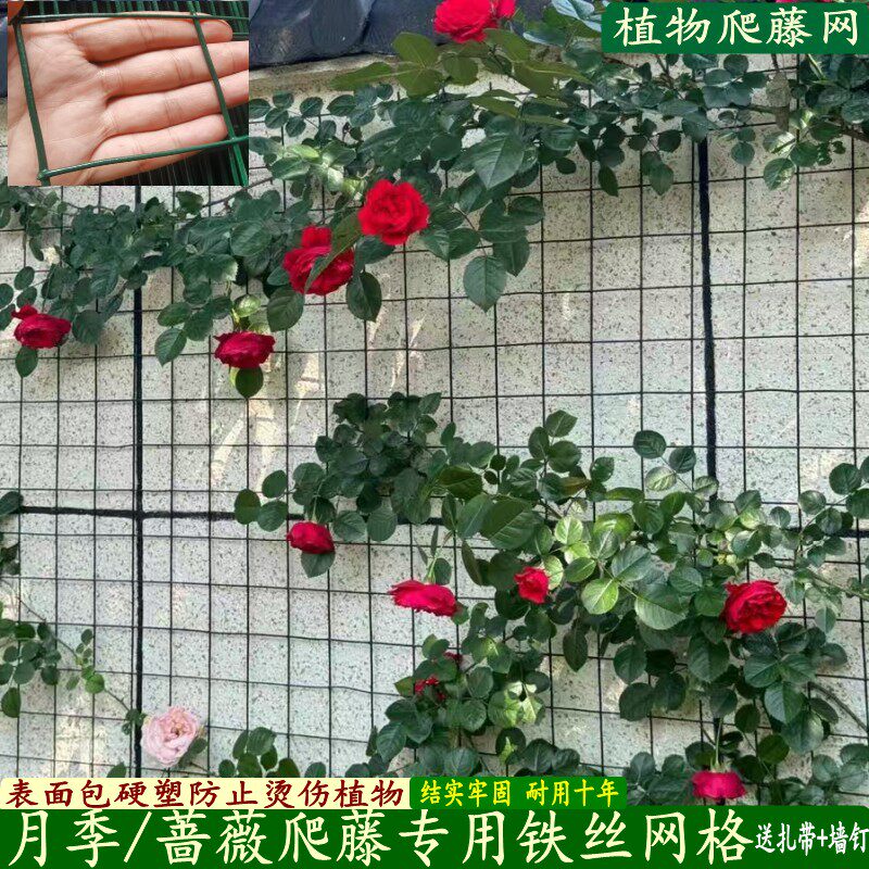 月季爬藤网防锈铁丝网户外庭院蔷薇爬架网植物固定牵引架壁挂网格