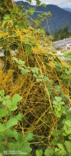 新鲜无根草无根藤黄藤手扎藤无娘藤金丝藤中草药无爷藤大菟丝子