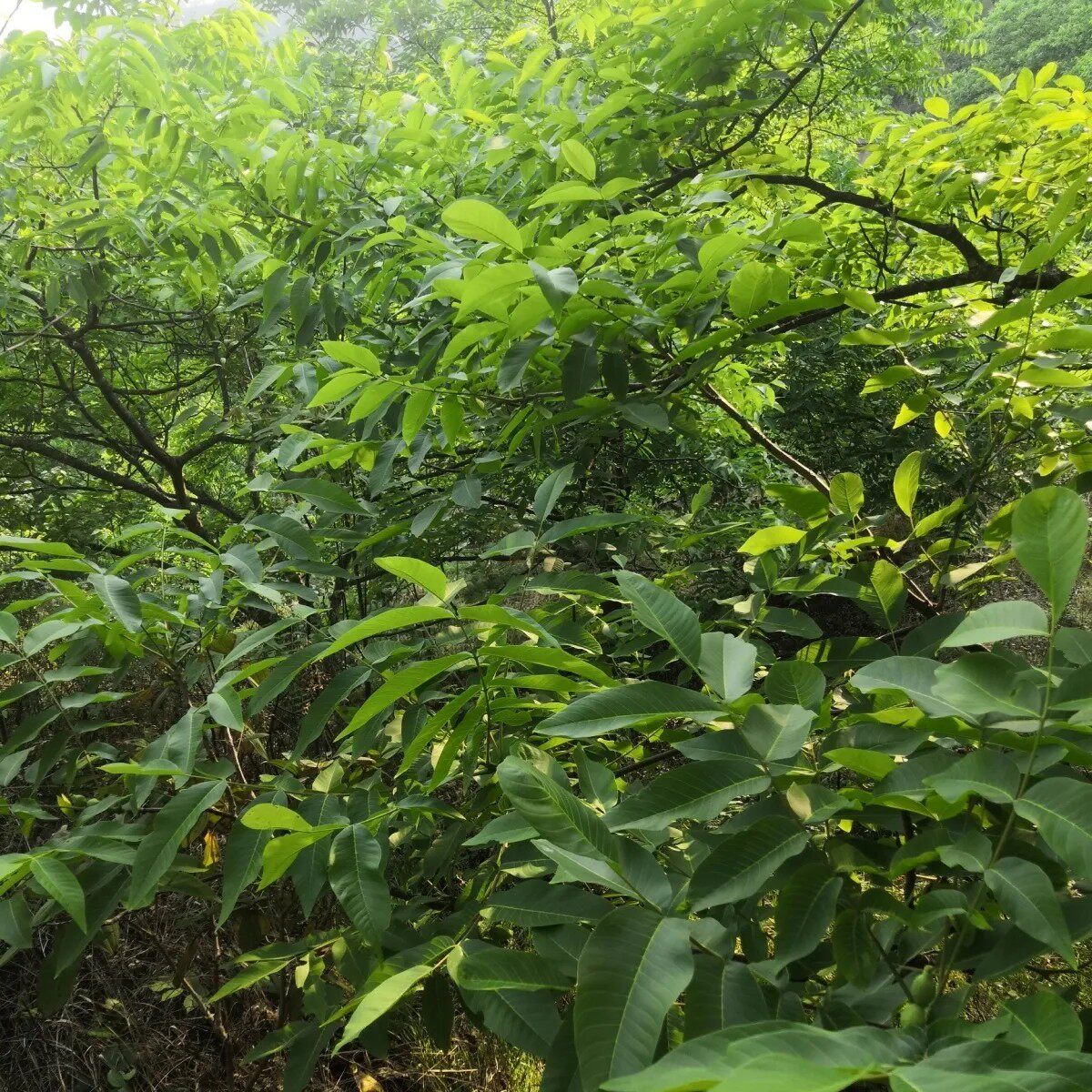 云南新鲜核桃叶深山老树纯天然核桃叶现采当季青核桃叶子无污染图片