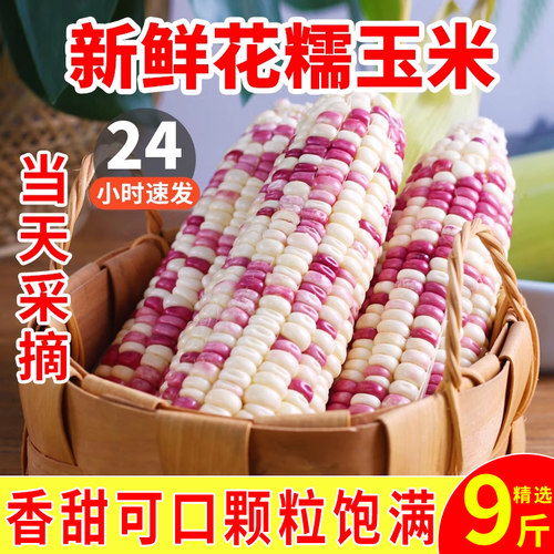 新鲜花糯玉米净重9斤闪电发货