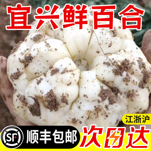 宜兴新鲜百合土特产级食用大白合