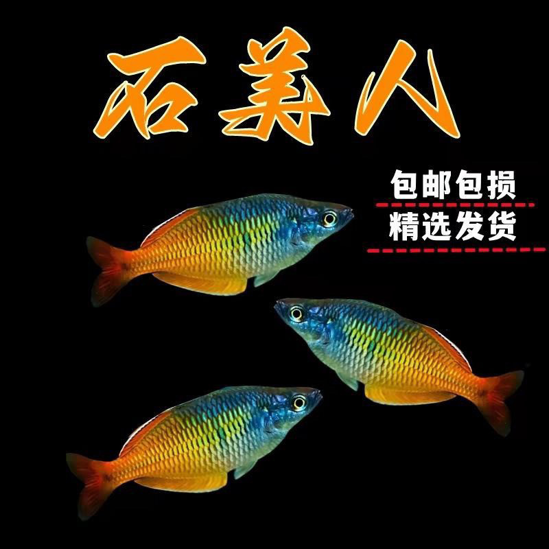 新疆包邮石美人鱼热带淡水小型观赏鱼好养耐活适合新手草缸群游鱼
