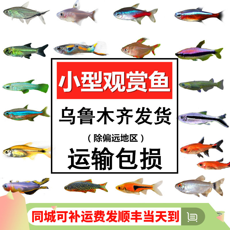 热带鱼小型观赏鱼好养耐活宝莲灯斑马淡水金鱼苗天使孔雀鱼观赏虾