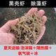 黑壳虾除丝藻水族除藻虾观赏虾清洁虾活体饲料工具虾草缸鱼缸造景