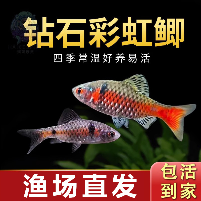 钻石彩虹鲫新手鲤科冷水耐寒耐养热带鱼原生鱼小型活体群游观赏鱼